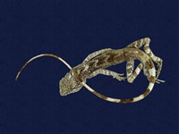 藏品(斯文豪氏攀蜥)的圖片